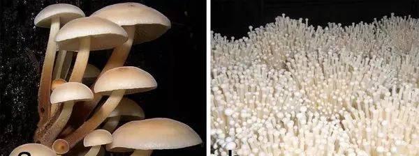 金针菇是植物吗？它属于真菌还是植物？