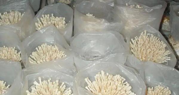 金针菇是植物吗？它属于真菌还是植物？