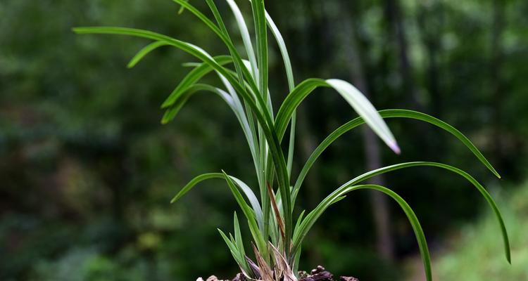 兰草用什么土栽培最好？如何选择适合的土壤类型？