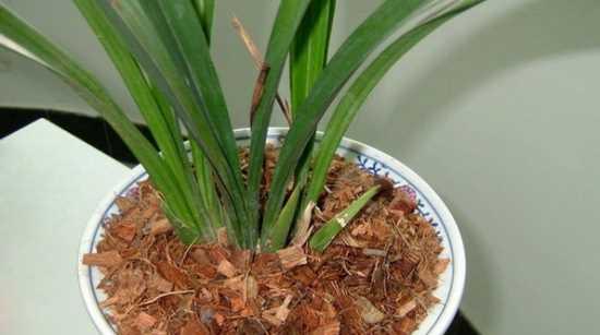 兰草用什么土栽培最好？如何选择适合的土壤类型？