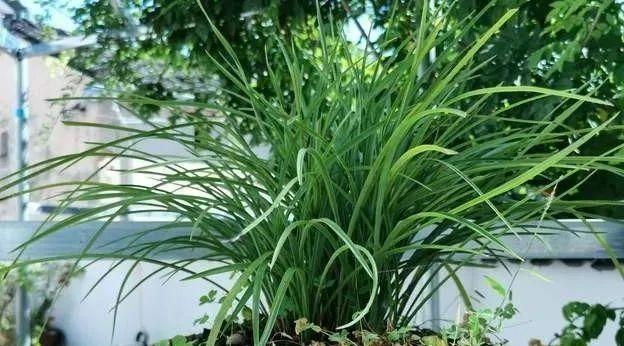 兰草用什么土栽培最好？如何选择适合的土壤类型？