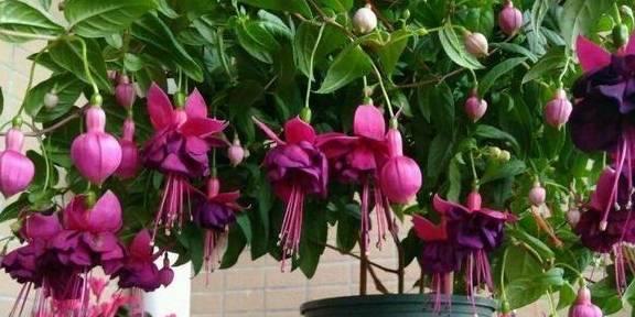 倒挂金钟养殖旺盛的秘诀是什么？如何解决常见问题？