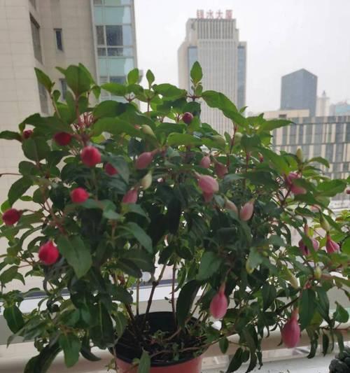 倒挂金钟养殖旺盛的秘诀是什么？如何解决常见问题？