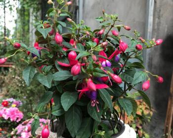 倒挂金钟养殖旺盛的秘诀是什么？如何解决常见问题？