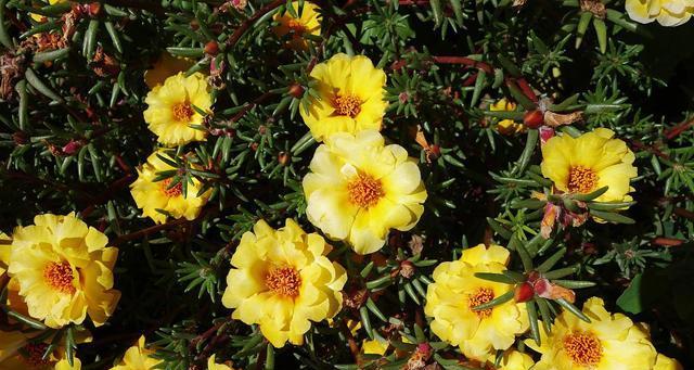 哪些植物象征阳光和积极向上？如何在家中种植这些植物？