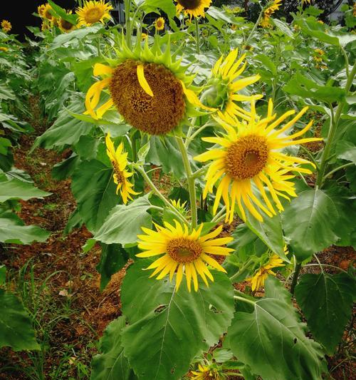 哪些植物象征阳光和积极向上？如何在家中种植这些植物？