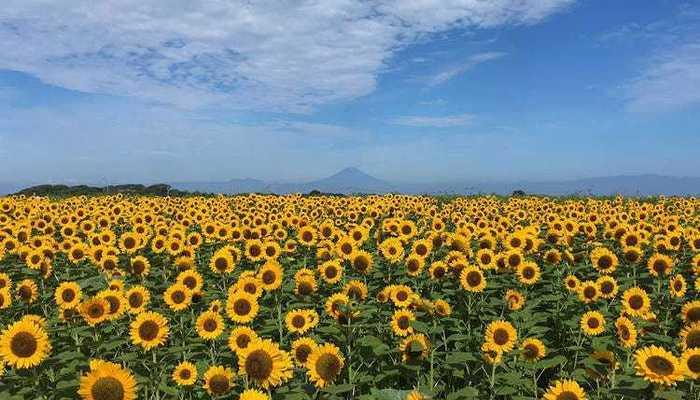 哪些植物象征阳光和积极向上？如何在家中种植这些植物？