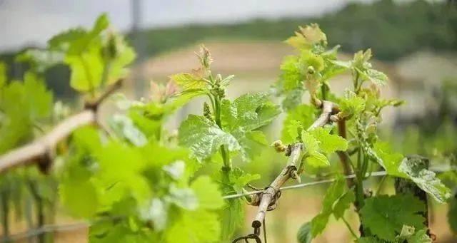 葡萄田多长时间浇一次水？如何根据季节调整灌溉频率？