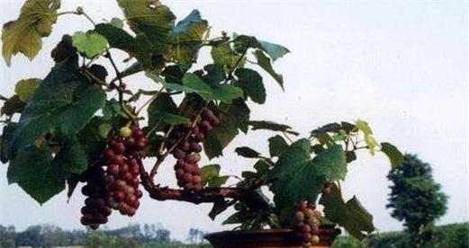 葡萄田多长时间浇一次水？如何根据季节调整灌溉频率？