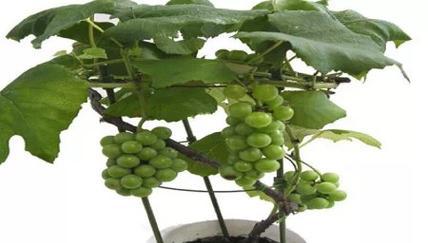 葡萄田多长时间浇一次水？如何根据季节调整灌溉频率？