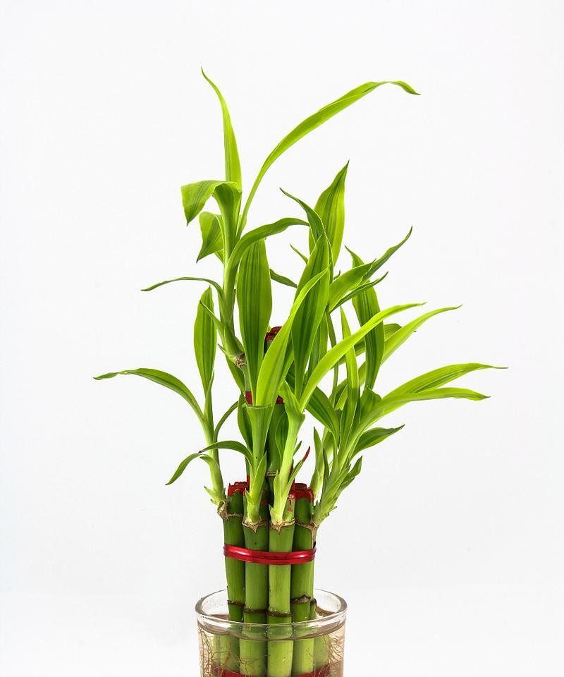 富贵竹属于什么植物类型？它有哪些独特属性？