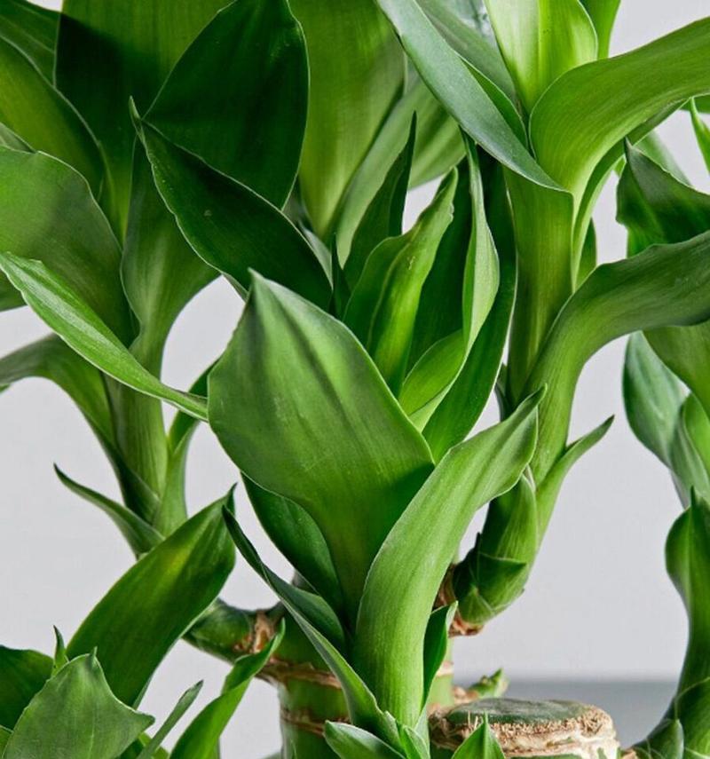 富贵竹属于什么植物类型？它有哪些独特属性？