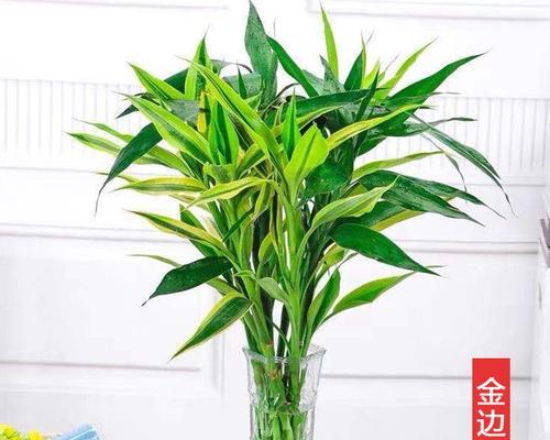 富贵竹属于什么植物类型？它有哪些独特属性？