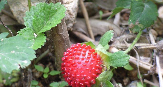 树莓修剪的最佳时机是什么时候？修剪后如何促进新芽生长？