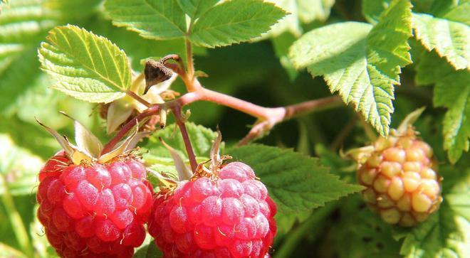 树莓修剪的最佳时机是什么时候？修剪后如何促进新芽生长？