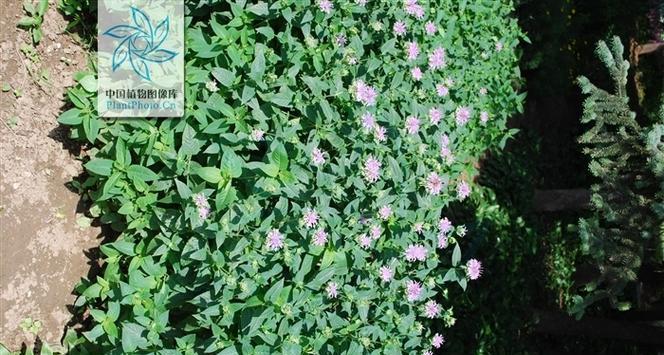 玛卡原产地在哪里？玛卡的起源和种植地是什么？