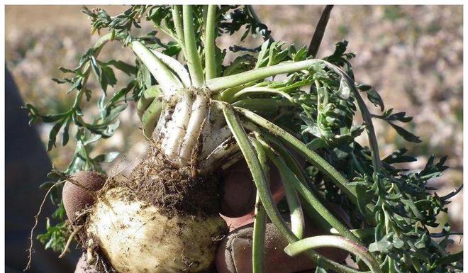 玛卡原产地在哪里？玛卡的起源和种植地是什么？