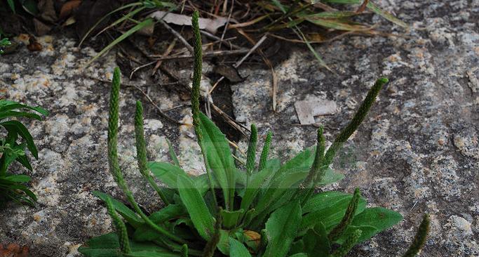 玛卡原产地在哪里？玛卡的起源和种植地是什么？