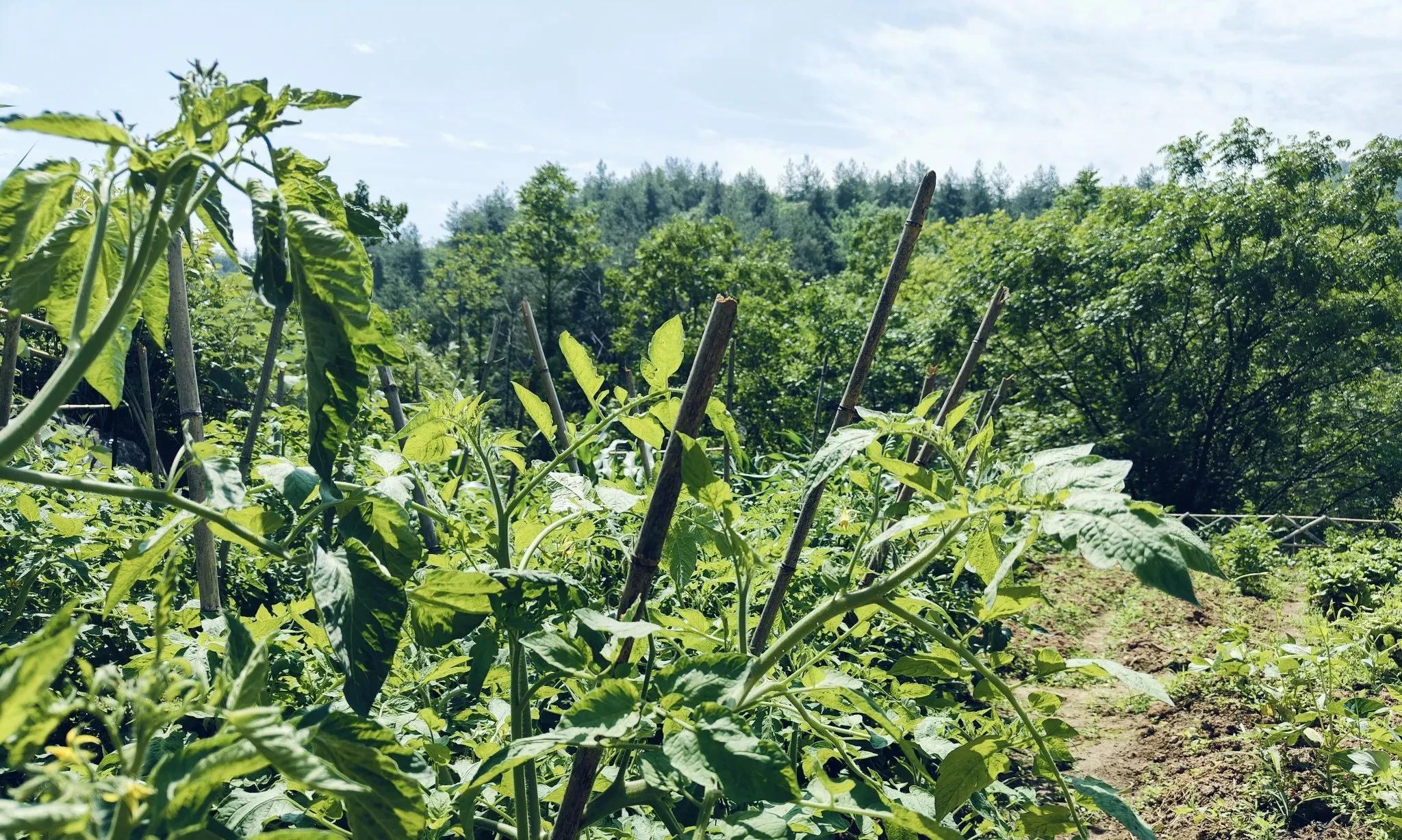 从焦虑失眠、急躁烦恼到自然醒、心静气平，我只做了一件事:种菜