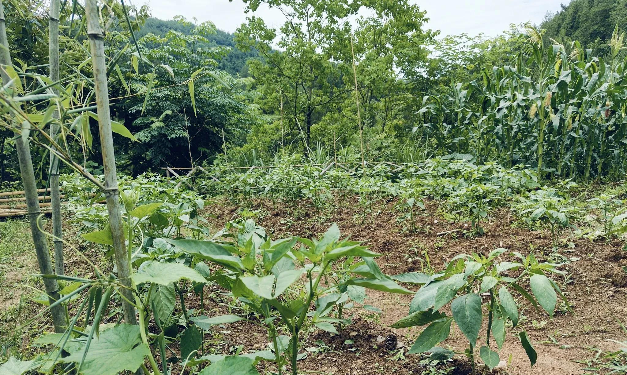 从焦虑失眠、急躁烦恼到自然醒、心静气平，我只做了一件事:种菜