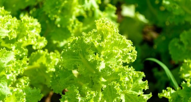 生菜总是种不好？老农教你三招，叶片又肥又绿，一学就会！