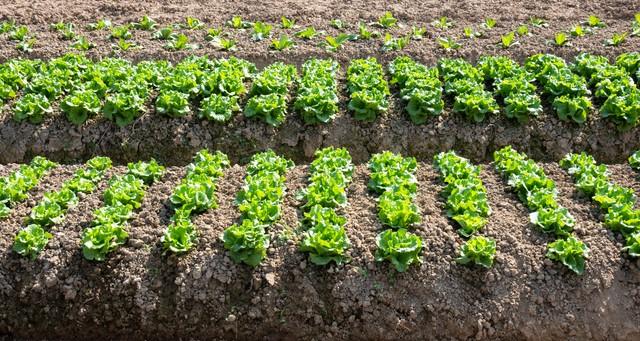 生菜总是种不好？老农教你三招，叶片又肥又绿，一学就会！