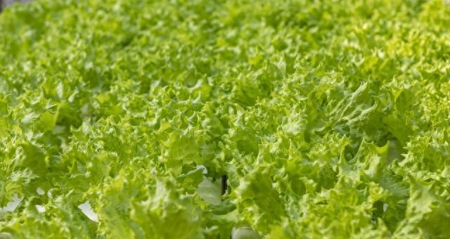生菜总是种不好？老农教你三招，叶片又肥又绿，一学就会！