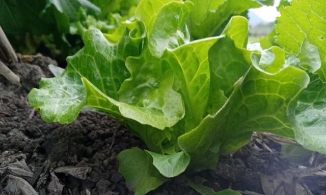 老农的看家本领：底肥下多深？记住“黄金深度”，不烧根、不伤苗