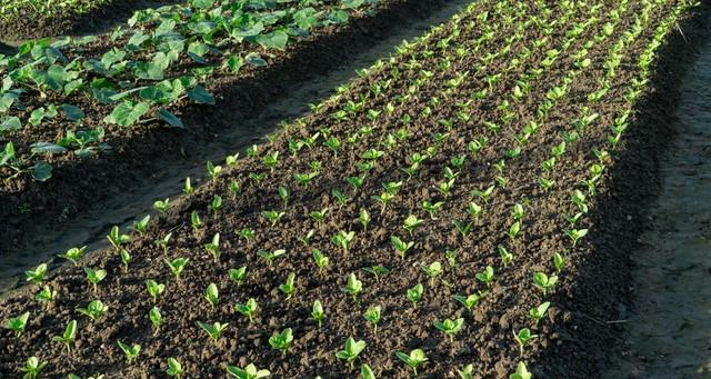 老农的看家本领：底肥下多深？记住“黄金深度”，不烧根、不伤苗