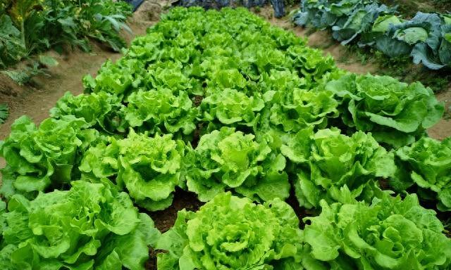 老农的看家本领:底肥下多深?记住“黄金深度”,不烧根、不伤苗