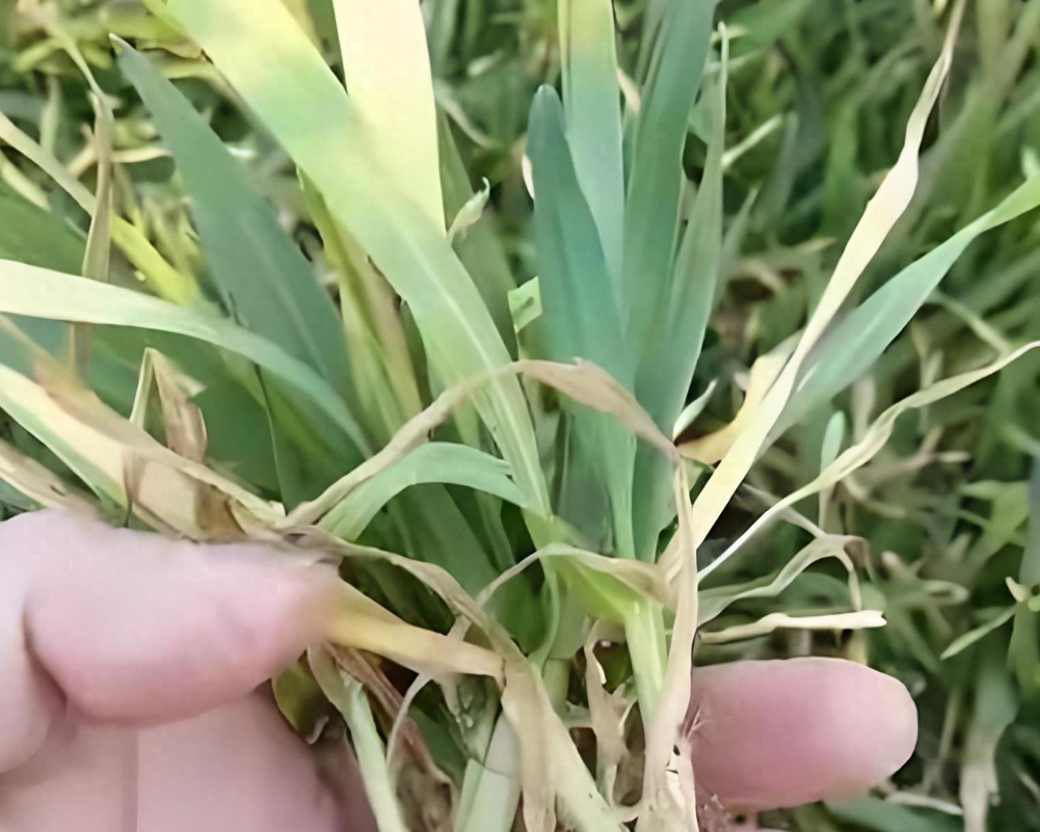 麦苗蔫儿吧唧咋回事?5大病因对症下药,7天返青有妙招!