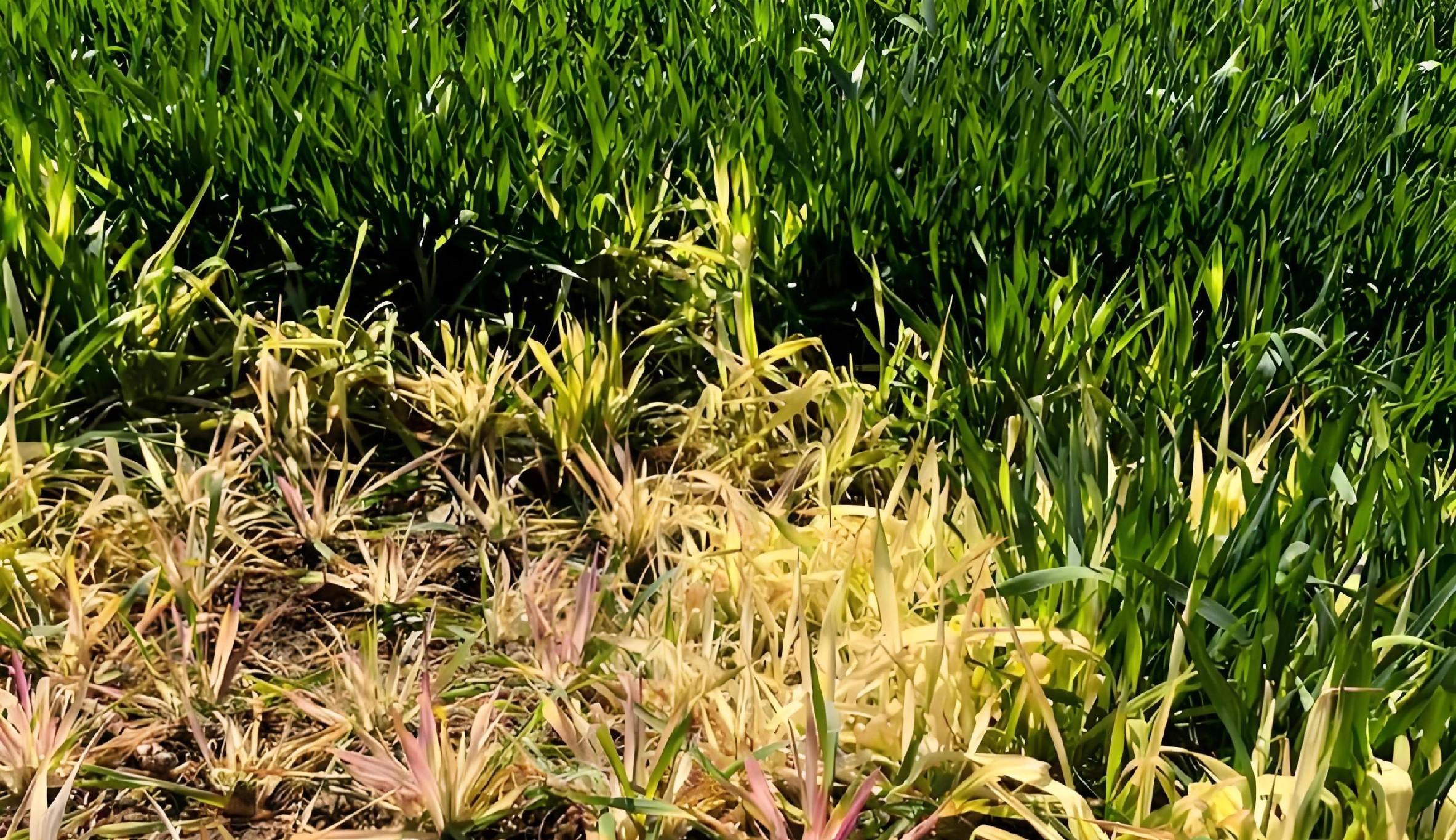 麦苗蔫儿吧唧咋回事？5大病因对症下药，7天返青有妙招！