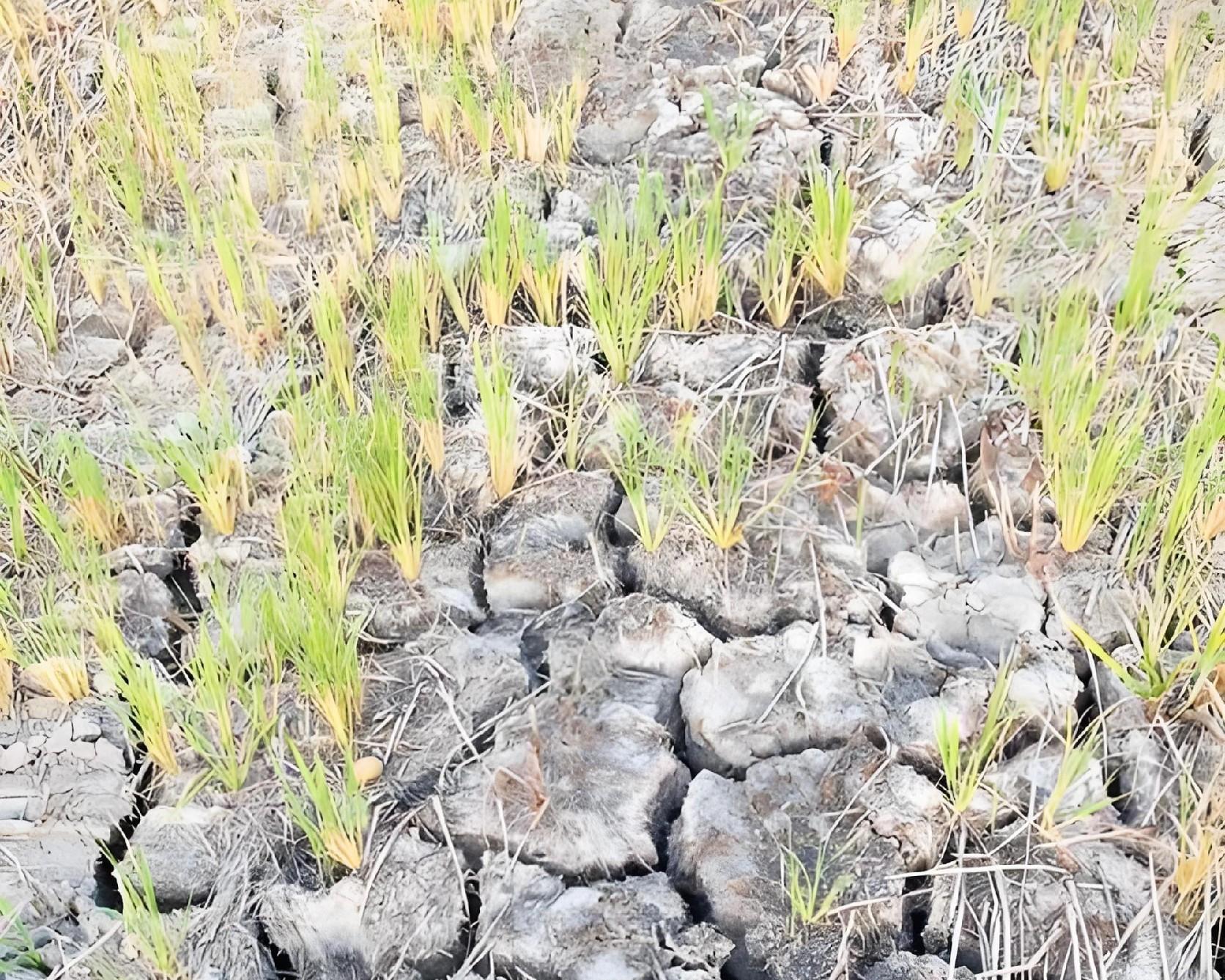 麦苗蔫儿吧唧咋回事？5大病因对症下药，7天返青有妙招！