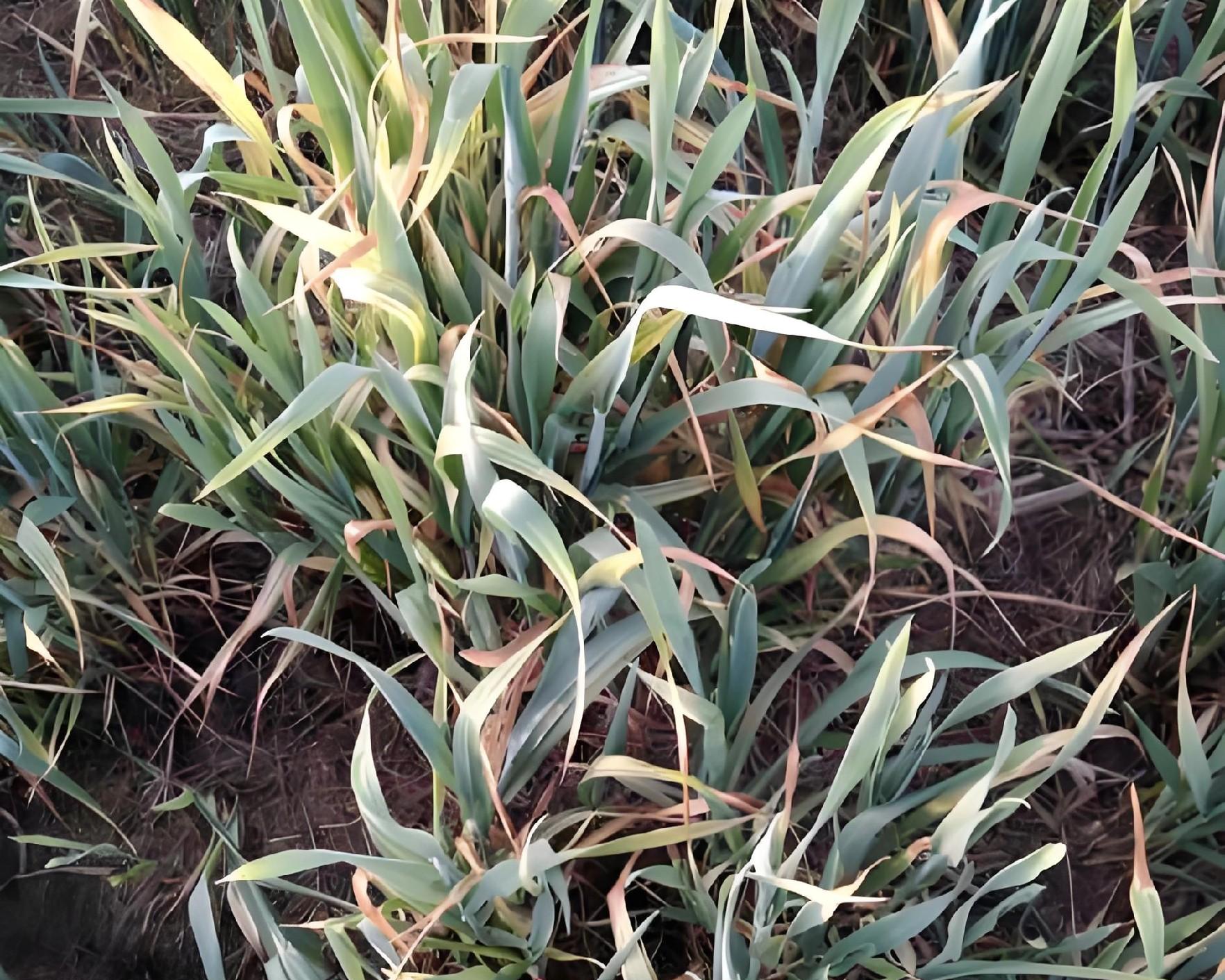 麦苗蔫儿吧唧咋回事？5大病因对症下药，7天返青有妙招！