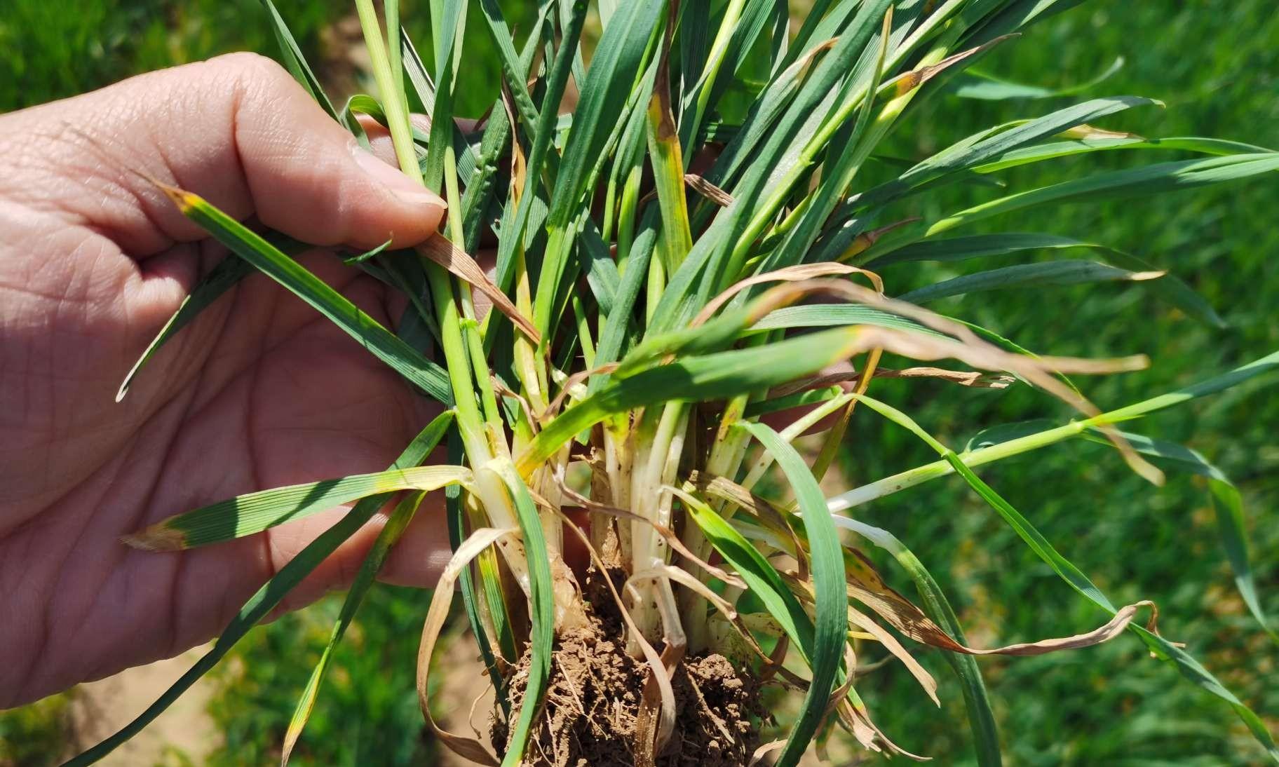 麦苗蔫儿吧唧咋回事？5大病因对症下药，7天返青有妙招！