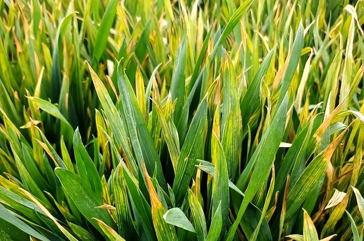 麦苗蔫儿吧唧咋回事？5大病因对症下药，7天返青有妙招！