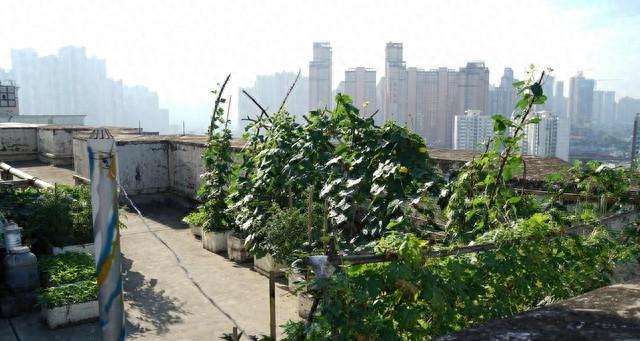 种菜:远离失眠、焦虑、烦恼最好的方式,没有之一