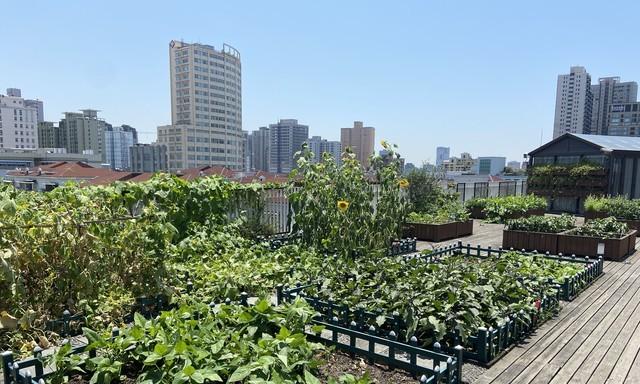 种菜:远离失眠、焦虑、烦恼最好的方式，没有之一