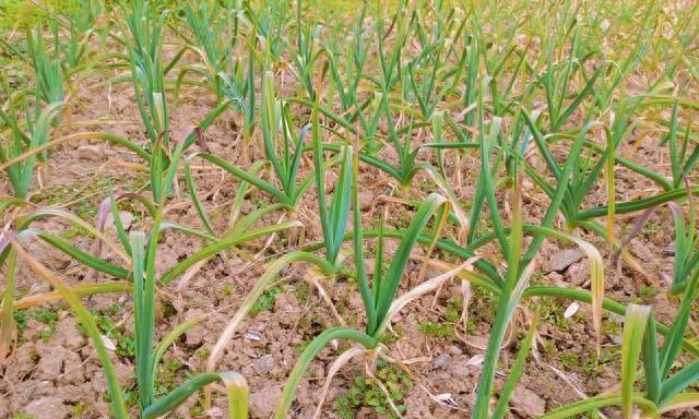 大蒜催肥别乱来!记住“前轻后重、年前年后”八字真言,个头大!