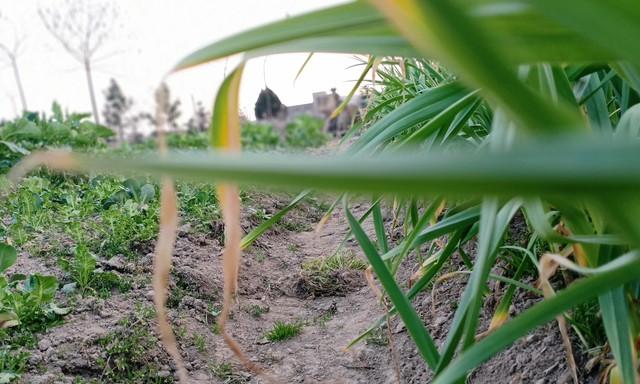 大蒜催肥别乱来！记住“前轻后重、年前年后”八字真言，个头大！