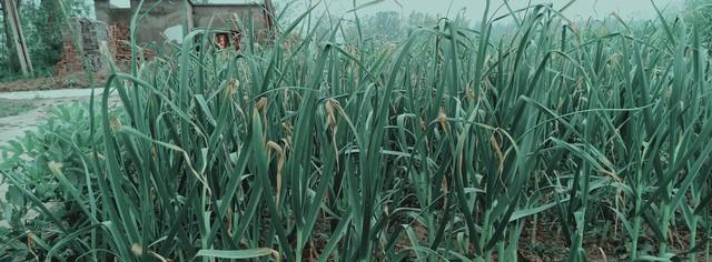 大蒜催肥别乱来！记住“前轻后重、年前年后”八字真言，个头大！