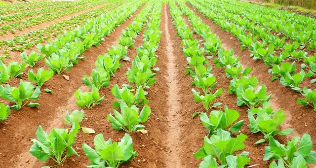 种青菜别乱施肥！苗期、旺长期、采收前，重点大不同！