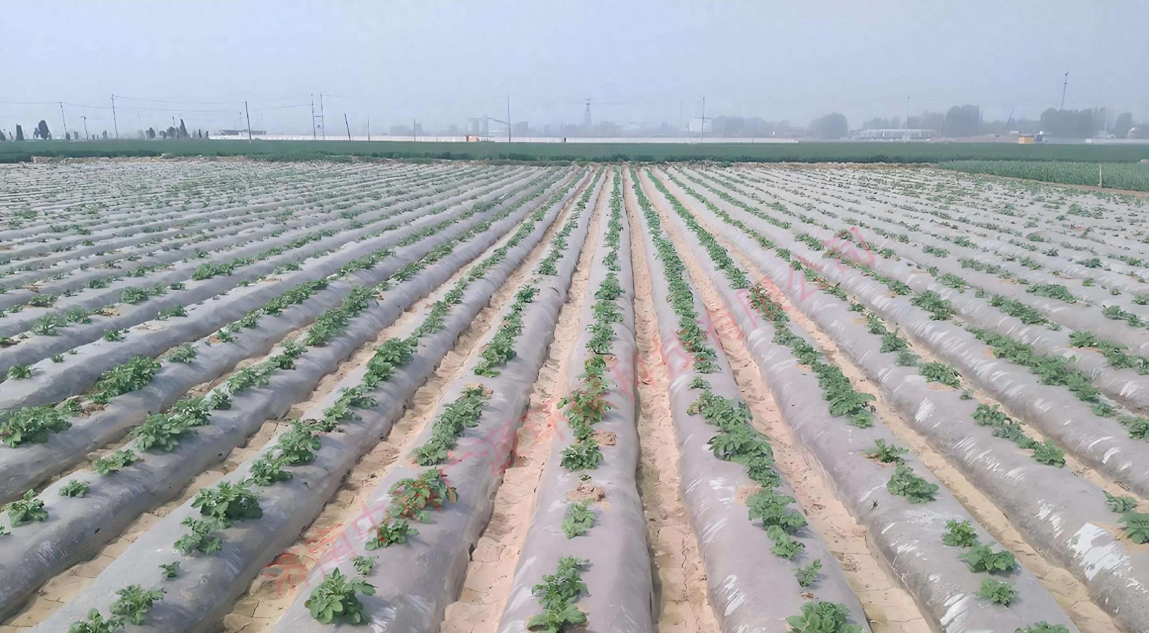 土豆盖膜学问大！选对这1种，增产30%不是梦！