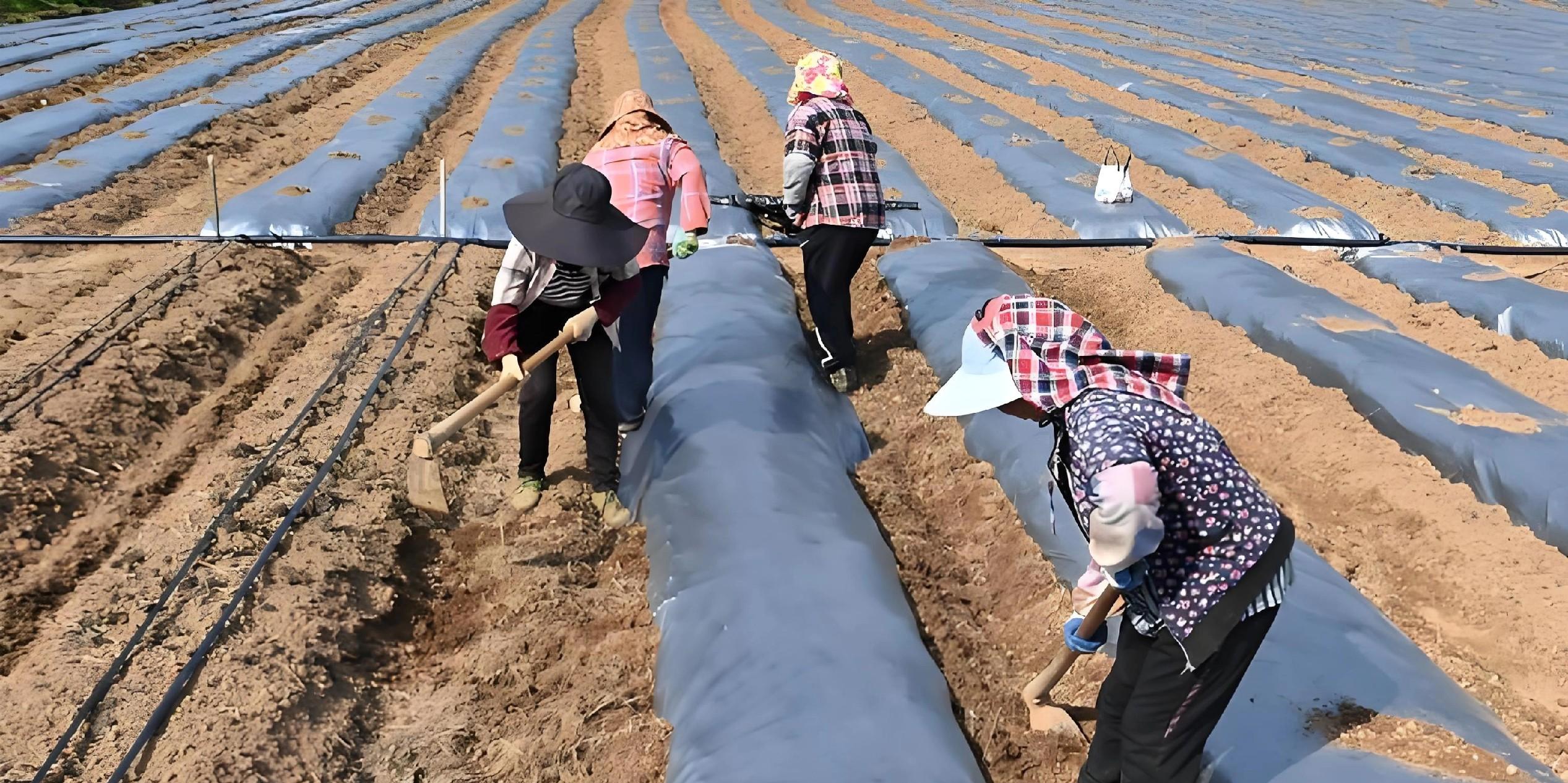 土豆盖膜学问大！选对这1种，增产30%不是梦！