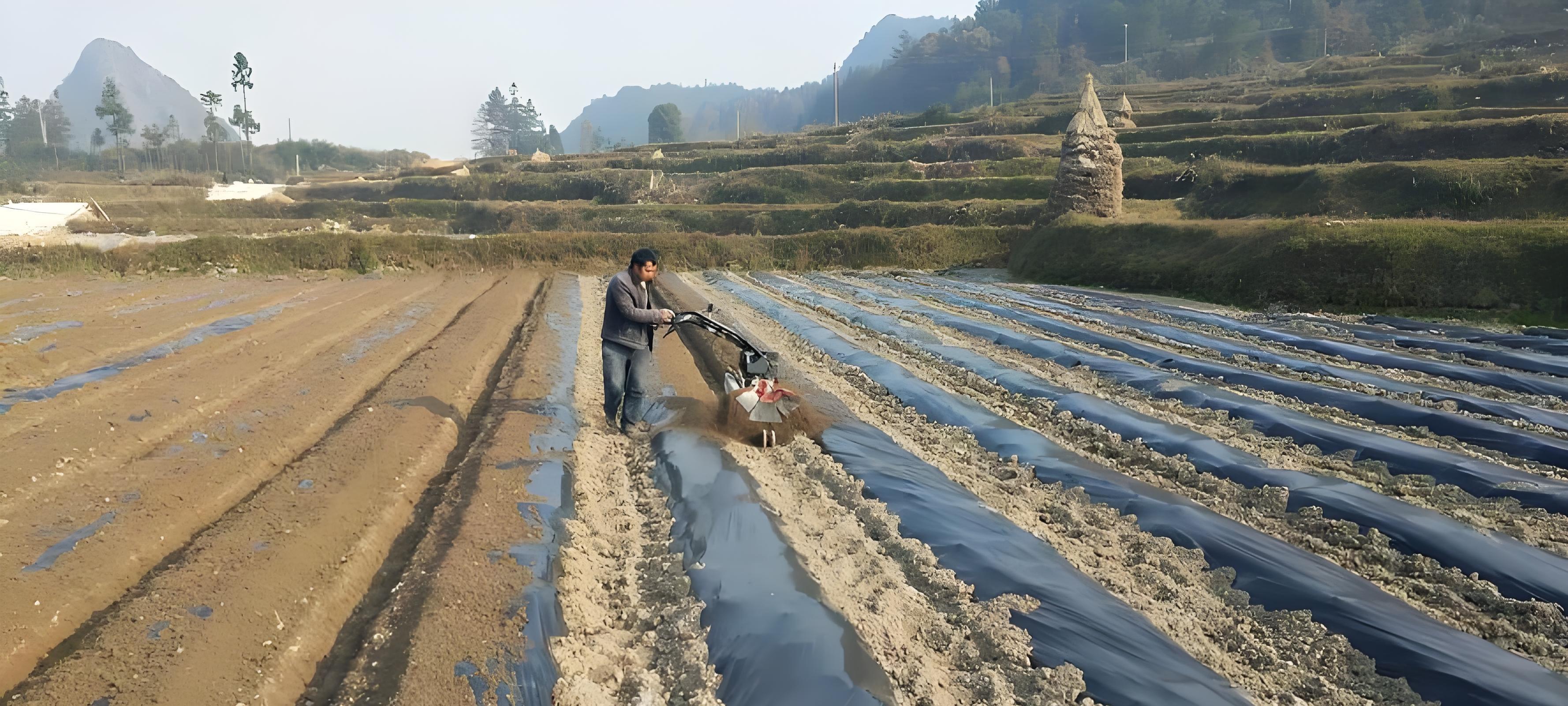 土豆盖膜学问大！选对这1种，增产30%不是梦！