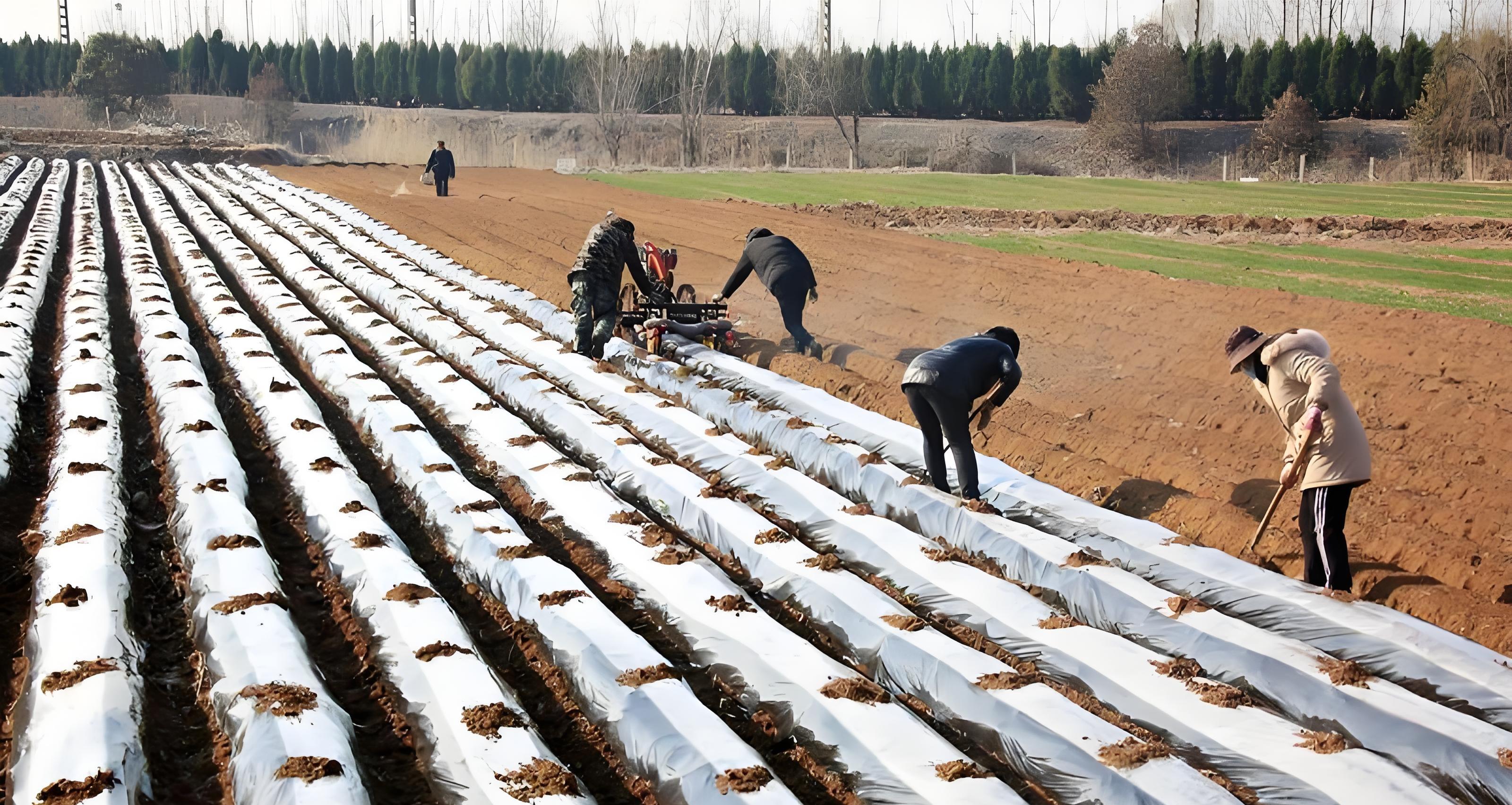 土豆盖膜学问大！选对这1种，增产30%不是梦！