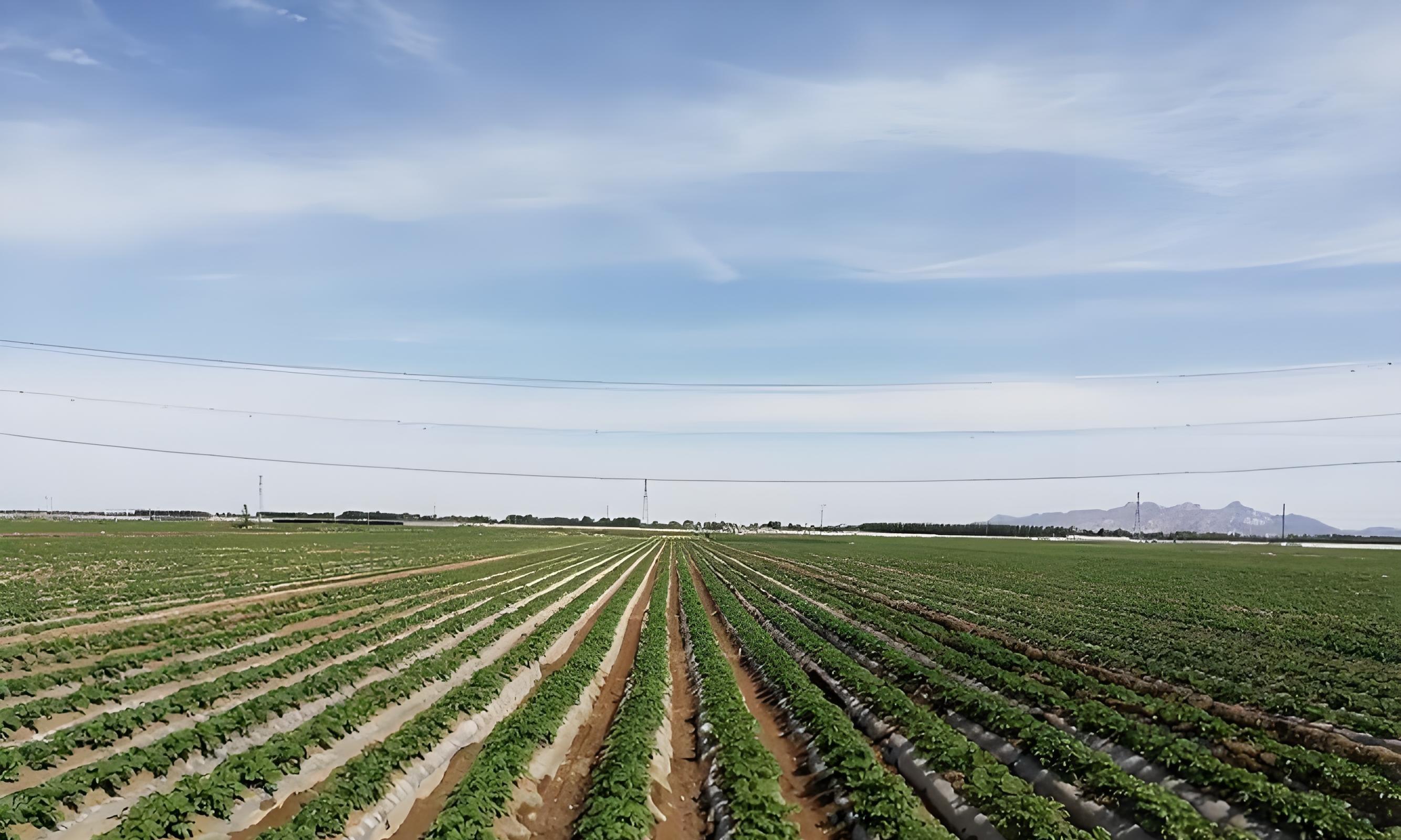 土豆盖膜学问大！选对这1种，增产30%不是梦！