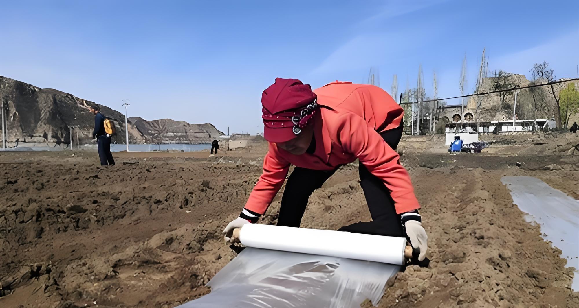 土豆盖膜学问大！选对这1种，增产30%不是梦！