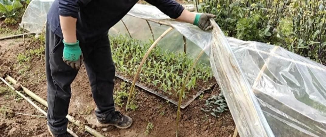 明日大寒，非必要不种菜！但有4种蔬菜可种，2种可赶早育苗