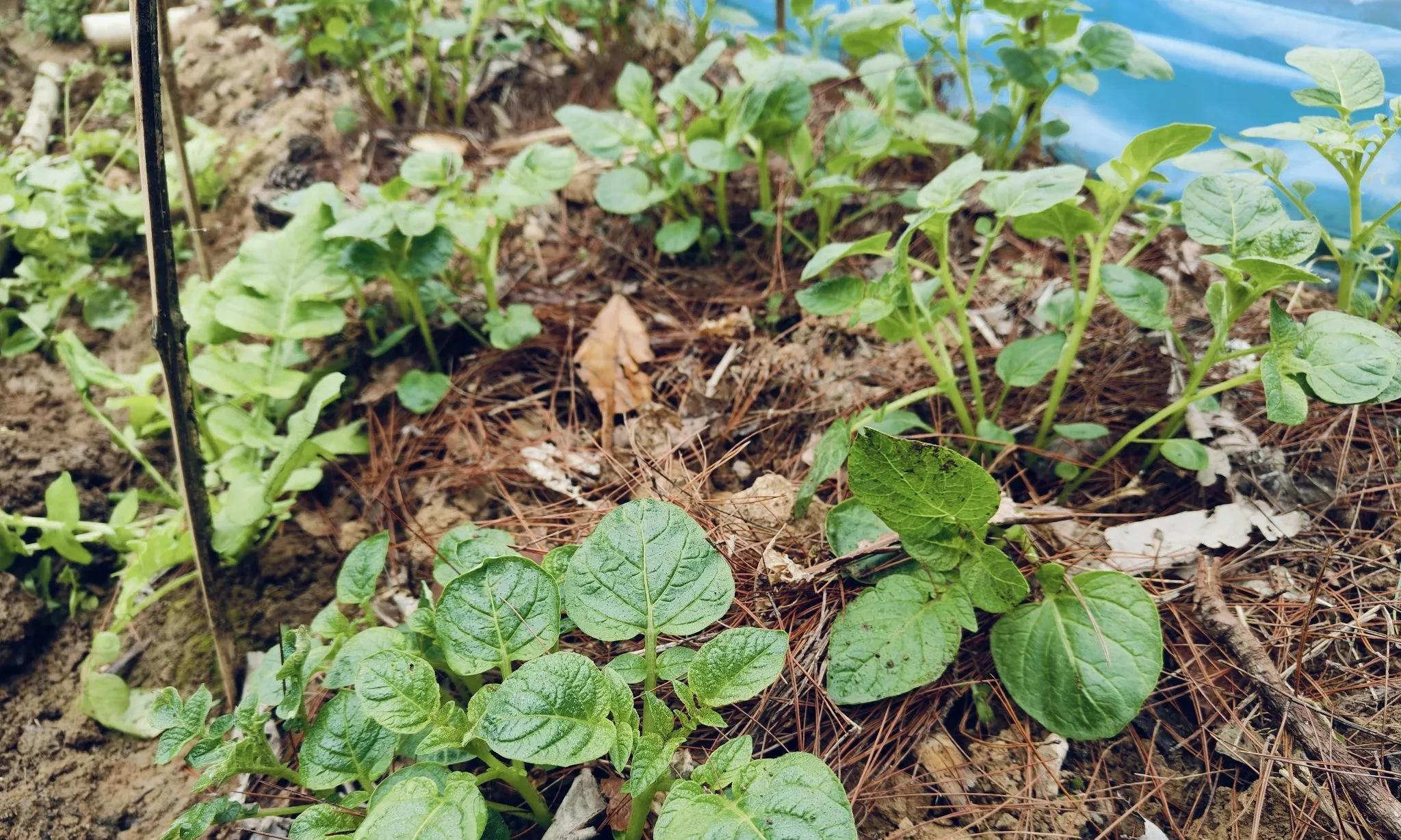 明日大寒，非必要不种菜！但有4种蔬菜可种，2种可赶早育苗